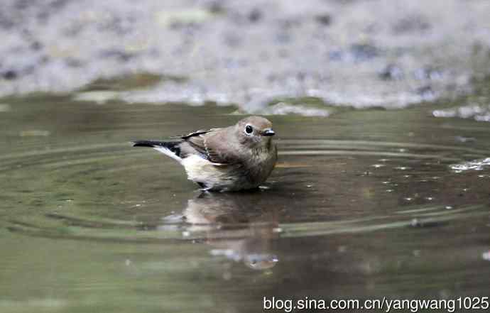红喉姬鹟(9) 红喉姬鹟(9)