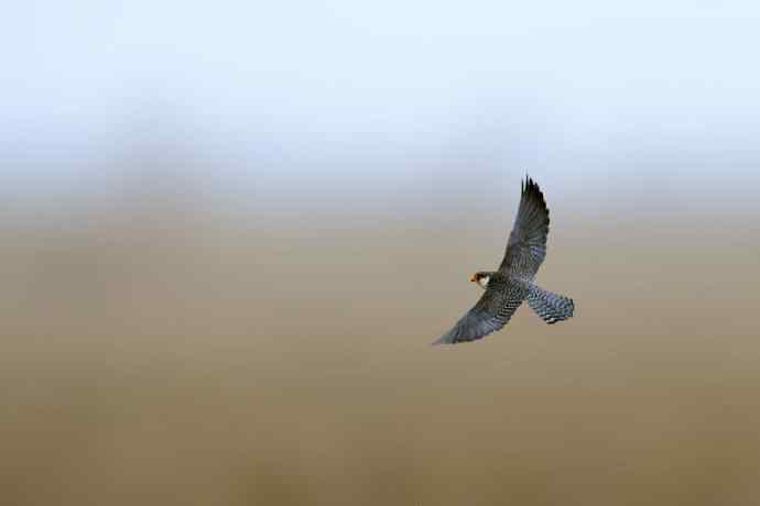 阿穆尔隼与普通燕鸻（生境）