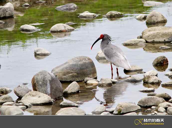 洋县拍鸟：珍禽鈥斨禧q