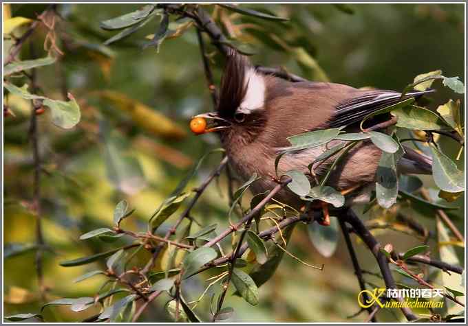 白领凤鹛【照片】 白领凤鹛【照片】