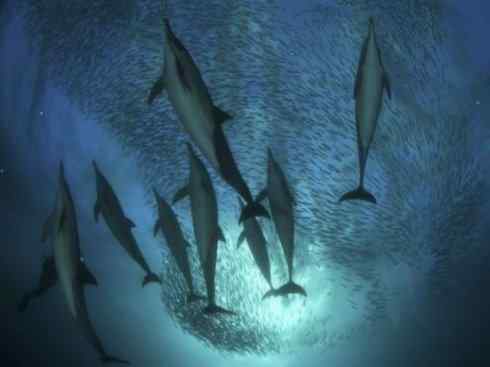 自然奇观:动物大迁徙(沙丁鱼) 自然奇观:动物大迁徙(沙丁鱼)