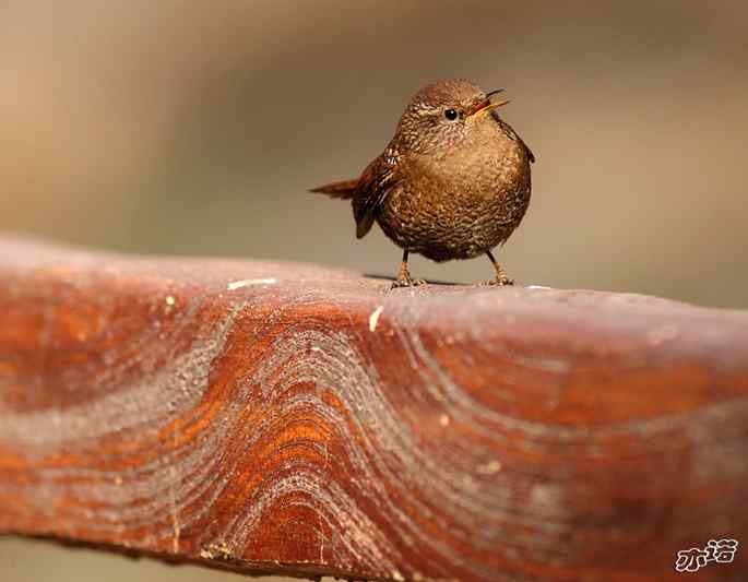 北京植物园&nbsp;wbr路&nbsp;wbr鹪（jiao）鹩（liao）