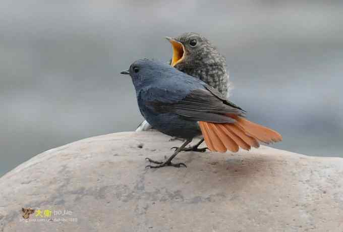 父爱如山：实拍红尾水鸲和它的四个宝宝们
