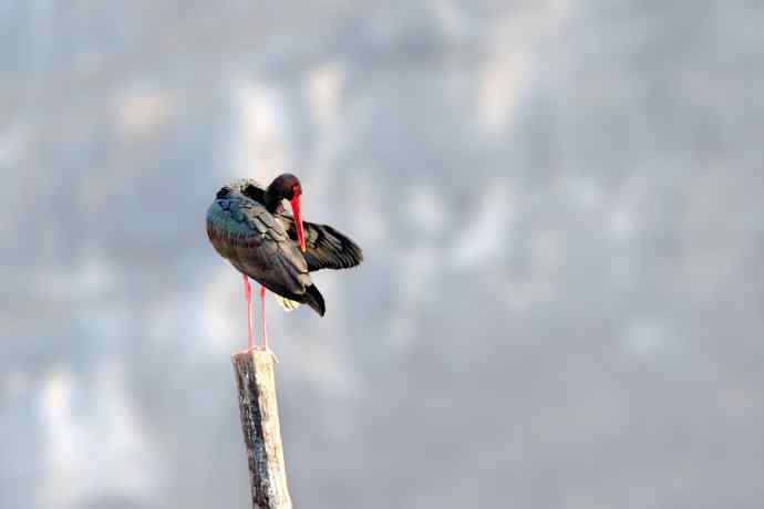 红隼与黑鹳（6P）