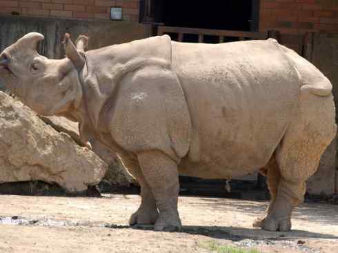 独角兽：传说的兽原型探秘（独角犀）