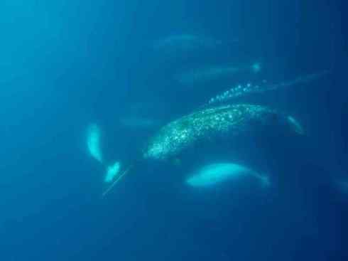 独角兽:传说的兽原型探秘(独角鲸) 独角兽:传说的兽原型探秘(独角鲸)