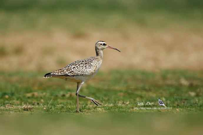 个人新鸟种—小杓鹬