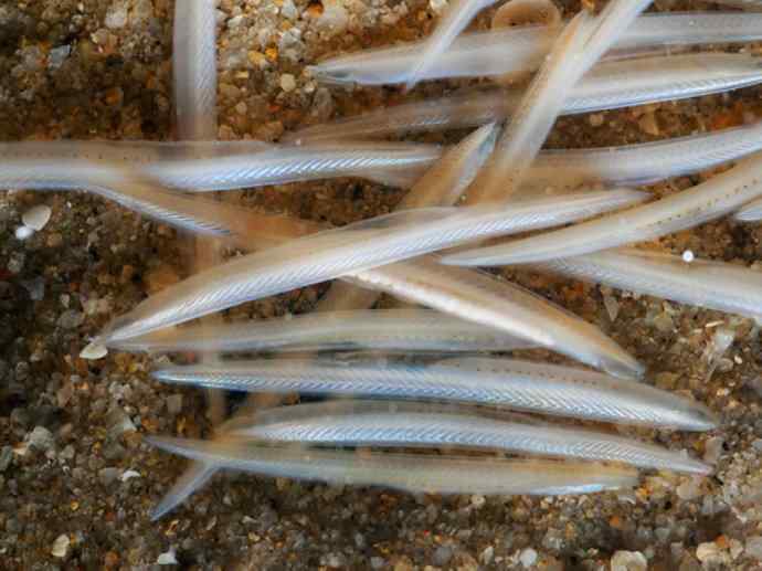 鱼类活化石：盲鳗