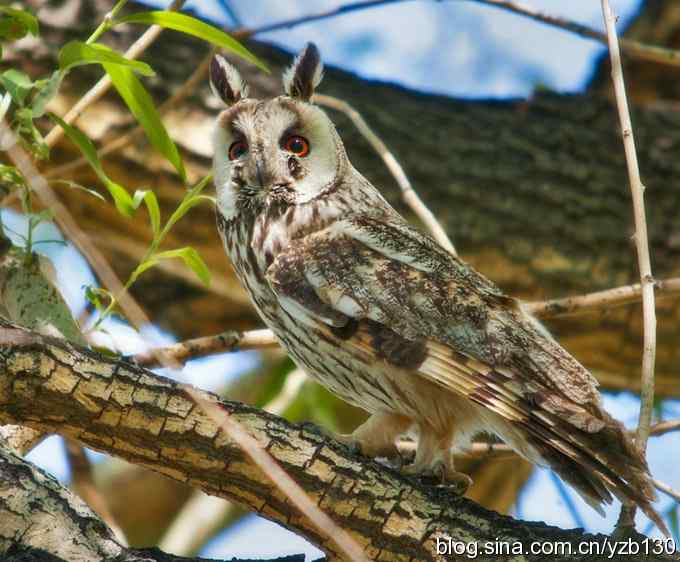 清晰版长耳鸮（组图，4张图片）