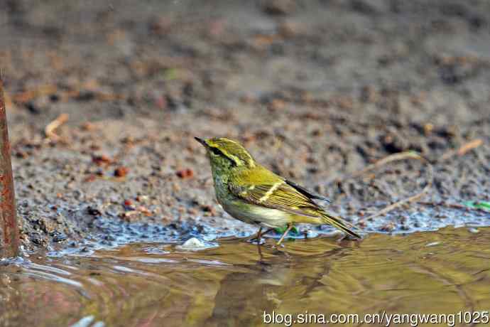 黄腰柳莺(19) 黄腰柳莺(19)