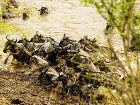 自然奇观：动物大迁徙(非洲大迁徙)