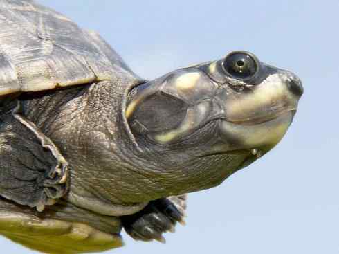 玄武：传说的兽原型探秘（侧颈龟类）