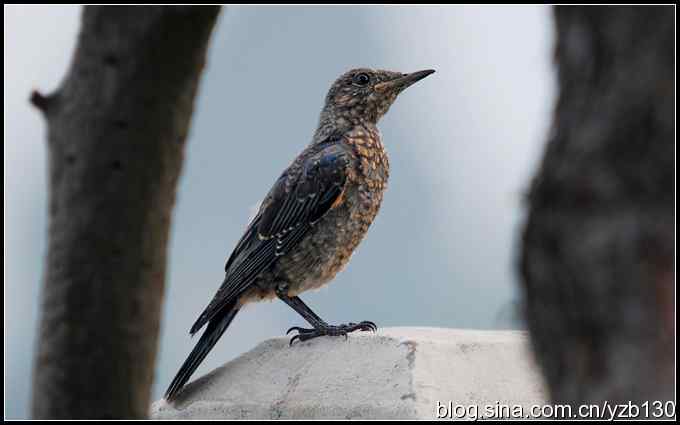 金海湖的鸟（3）鈥斺斃俄娥矗ㄗ橥迹