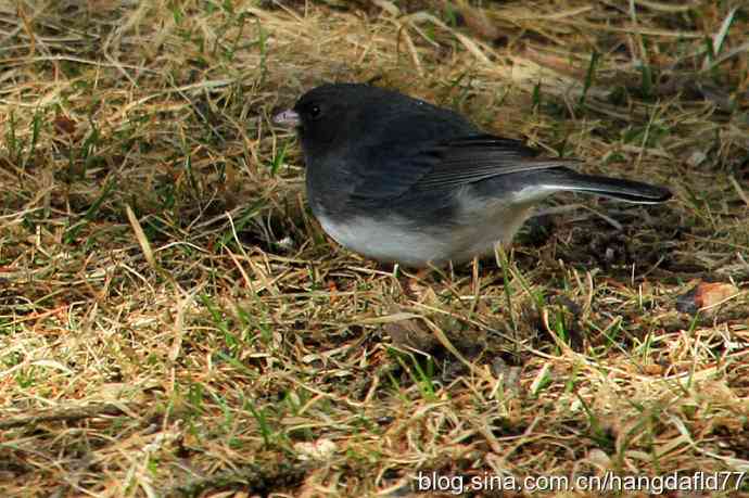 灰蓝色灯心草雀