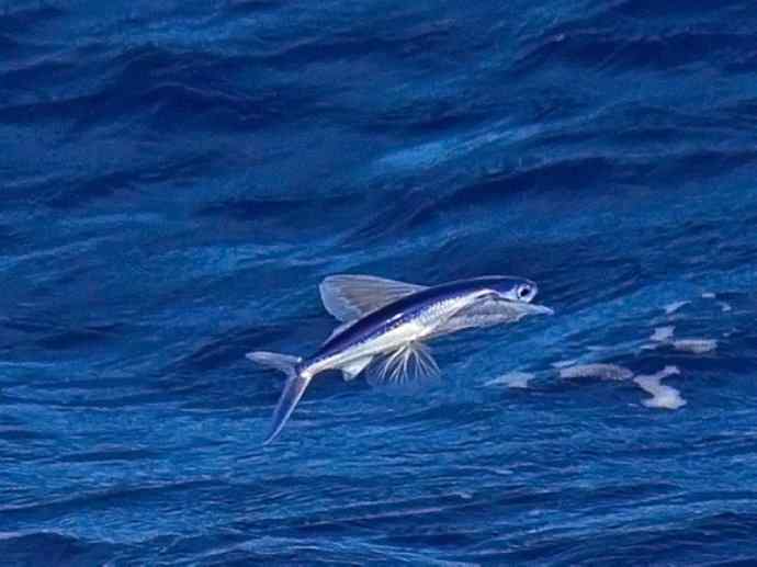 鱼类活化石:齿蝶鱼 鱼类活化石:齿蝶鱼