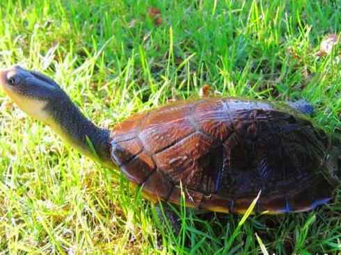 玄武：传说的兽原型探秘（澳洲长颈龟）