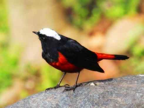 白头鸟系列：另类的美丽6