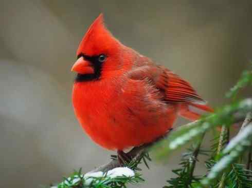 极品红色鸟类：红衣主教鸟