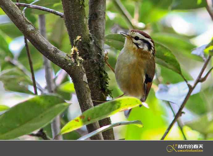 腾冲记录：黄眉林雀、栗头雀鹛、黑脸鹟莺