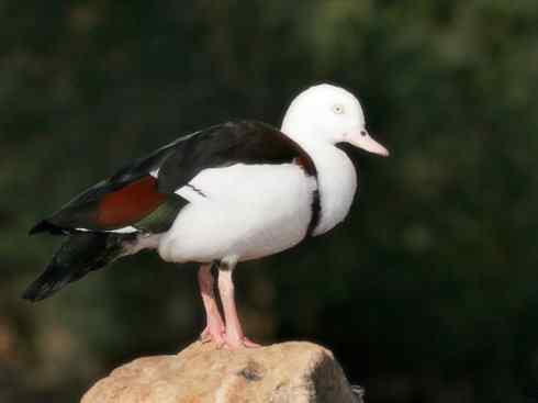 白头鸟系列：另类的美丽（黑胸麻鸭）