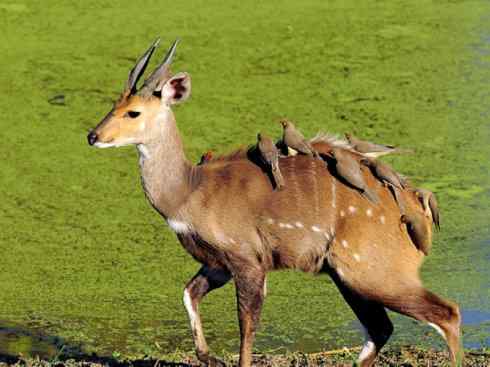 麒麟：传说的兽原型探秘（紫羚）
