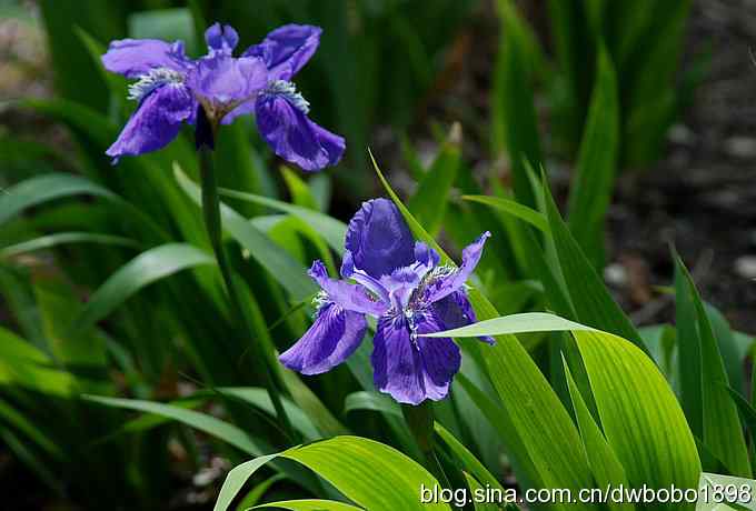 朱雀和北宫的鸟 朱雀和北宫的鸟