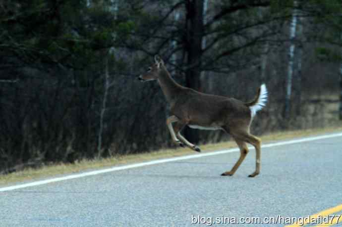 野鹿过马路