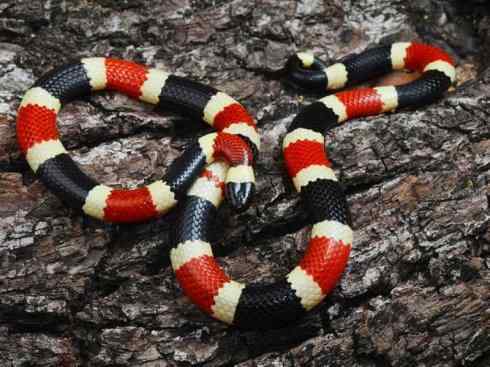 龙：传说的兽原型探秘（环蛇类）