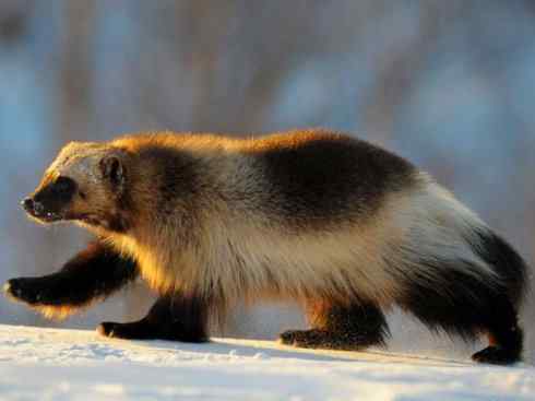 犬科:犬亚科犬属之郊狼、红狼 犬科:犬亚科犬属之郊狼、红狼