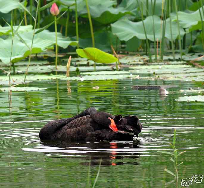 圆明园&nbsp;wbr路&nbsp;wbr黑天鹅梳羽