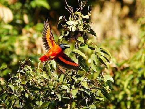 美丽无罪：雀鸟之山椒鸟