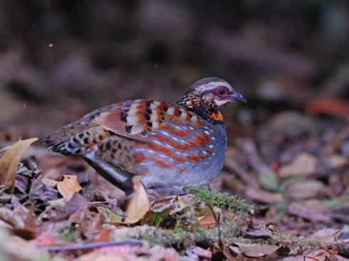 凤凰：传说的鸟原型探秘（鹌鹑）