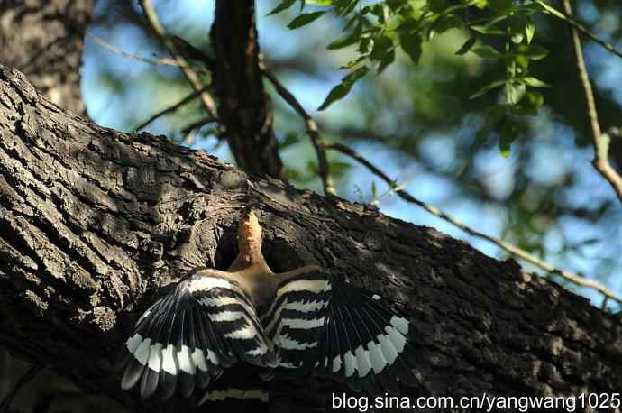 尽职尽责 wbr无私奉献（戴胜育雏纪实）