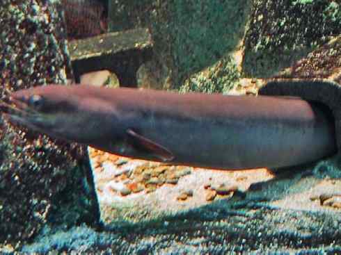 自然奇观:动物大迁徙(鳗鱼) 自然奇观:动物大迁徙(鳗鱼)