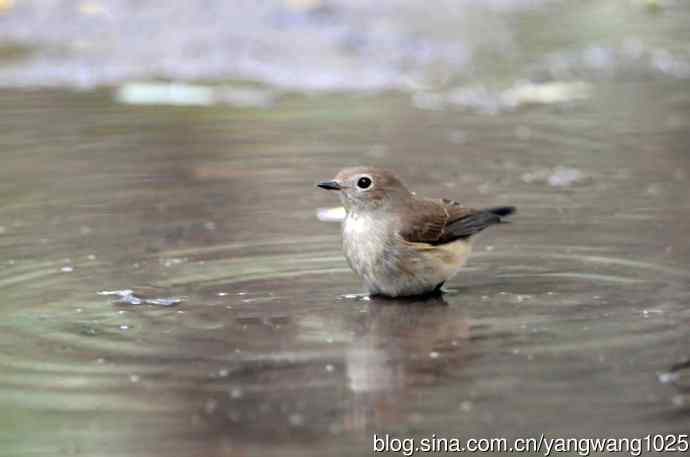 红喉姬鹟(9) 红喉姬鹟(9)