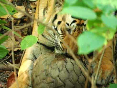 动物世界：山寨还是原创之六