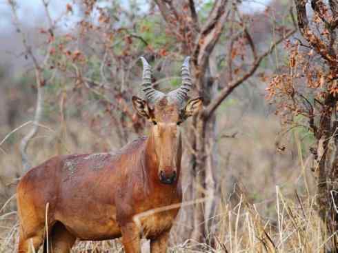 麒麟：传说的兽原型探秘（狷羚）