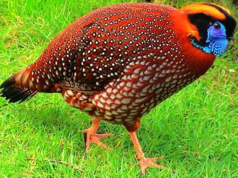 凤凰：传说中的鸟原型探秘（锦鸡）