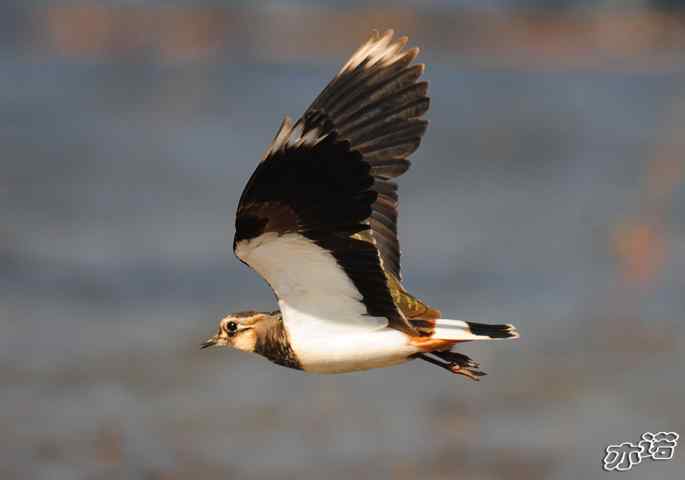 官厅水库&nbsp;wbr路&nbsp;wbr凤头麦鸡
