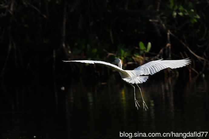 白色的小蓝鹭 wbr(3) 白色的小蓝鹭 wbr(3)