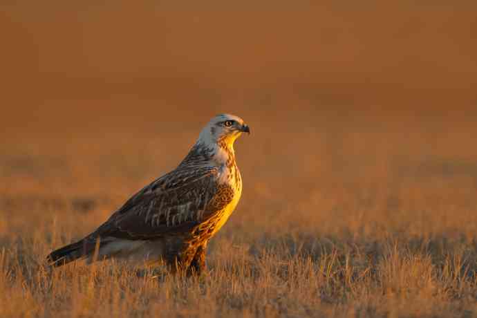 驹行千里追落日 wbr wbr醉美夕阳摄大雕