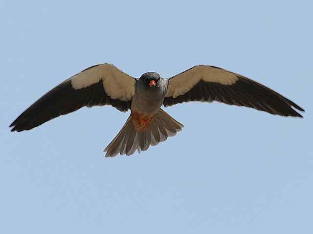 阿穆尔隼咏叹 阿穆尔隼咏叹