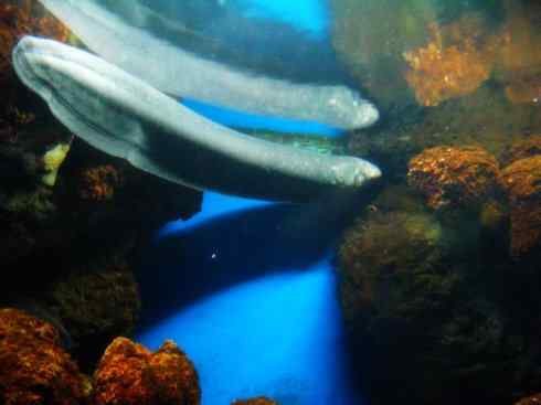 自然奇观:动物大迁徙(鳗鱼) 自然奇观:动物大迁徙(鳗鱼)