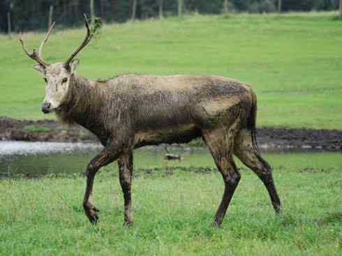麒麟：传说的兽原型探秘（麋鹿）