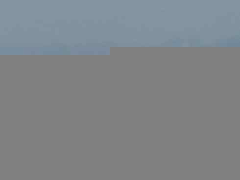 奇特的盔：非洲雉鸻