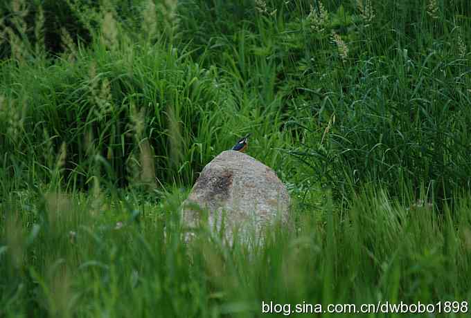 鸟友同游怀沙河 鸟友同游怀沙河