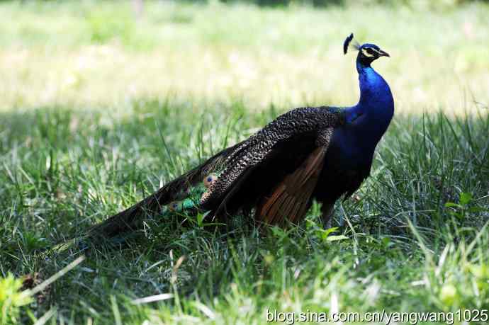 麋鹿苑的蓝孔雀