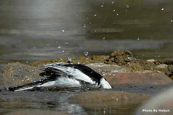 鸟为悦己者容(白鹡鸰梳洗版)