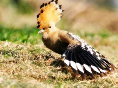 家禽驯化之源之二十三（丝光椋鸟、佛法僧、戴胜）