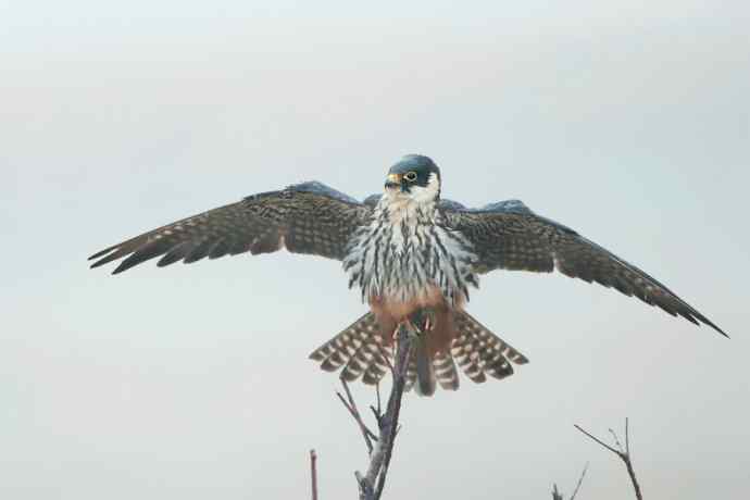 晾翅鈥斺斢旰笱圉